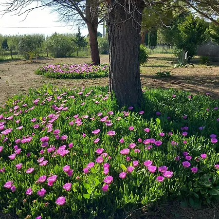 Domaine De L'outarde Canepetiére A Aigues-Mortes